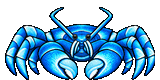 Blue Coconut Crab