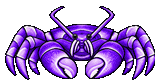 Purple Coconut Crab