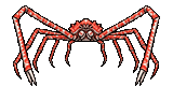 Red Spider Crab